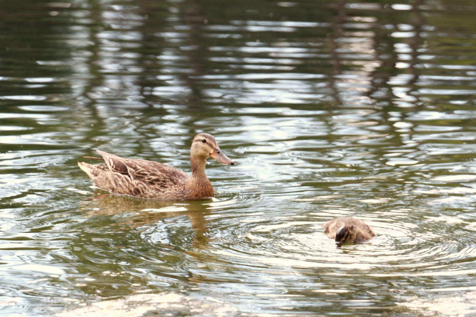 Fern's Lake / Fishing